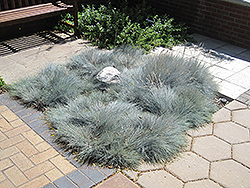 Blue Fescue (Festuca glauca) at Lakeshore Garden Centres