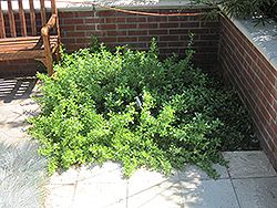 Creeping Mirror Bush (Coprosma kirkii) at Lakeshore Garden Centres