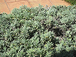 Bee's Bliss Sage (Salvia 'Bee's Bliss') at Lakeshore Garden Centres
