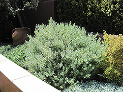 Slender Emu Bush (Eremophila decipiens) at Lakeshore Garden Centres