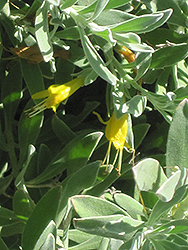 Slender Emu Bush (Eremophila decipiens) at Lakeshore Garden Centres