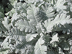 Partridge Feather (Tanacetum densum ssp. amani) at Lakeshore Garden Centres