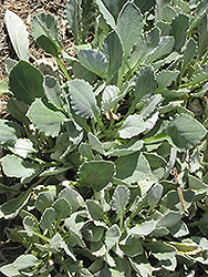 Sunspot Orange African Daisy (Arctotis 'Archley') at Lakeshore Garden Centres