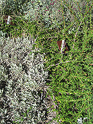Blue Sapphire California Lilac (Ceanothus 'Blue Sapphire') at Lakeshore Garden Centres