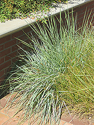 Elliott's Love Grass (Eragrostis elliottii) at Lakeshore Garden Centres