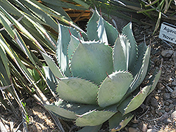 Nova Agave (Agave celsii 'Nova') at Lakeshore Garden Centres