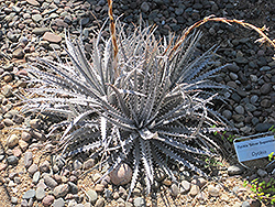 Silver Superstar Dyckia (Dyckia 'Silver Superstar') at Lakeshore Garden Centres