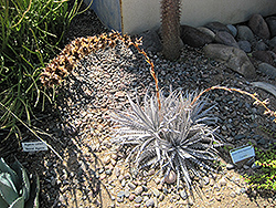 Silver Superstar Dyckia (Dyckia 'Silver Superstar') at Lakeshore Garden Centres