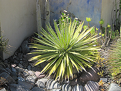 Durango Delight Thread-leaf Agave (Agave schidigera 'Durango Delight') at Lakeshore Garden Centres