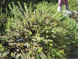 Gold Flower St. John's Wort (Hypericum moserianum) at Lakeshore Garden Centres