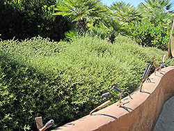 Pink Rockrose (Cistus x skanbergii) at Lakeshore Garden Centres