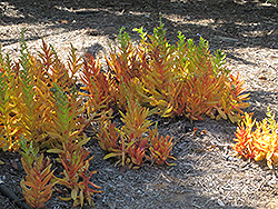 Campfire Crassula (Crassula capitella 'Campfire') at Lakeshore Garden Centres