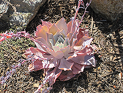 Afterglow Echeveria (Echeveria 'Afterglow') at Lakeshore Garden Centres