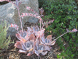 Afterglow Echeveria (Echeveria 'Afterglow') at Lakeshore Garden Centres