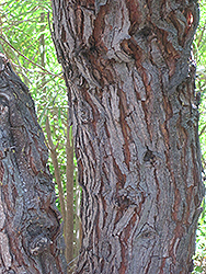 Small's Sweet Acacia (Acacia smallii) at Lakeshore Garden Centres