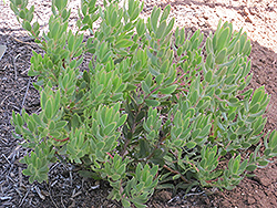 Cloudbank Ginny Conebush (Leucadendron 'Cloudbank Ginny') at Lakeshore Garden Centres