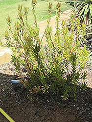 Rising Sun Conebush (Leucadendron 'Rising Sun') at Lakeshore Garden Centres