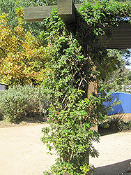 Red Cape Honeysuckle (Tecomaria capensis) at Lakeshore Garden Centres