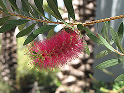 Jeffers Bottlebrush (Callistemon citrinus 'Jeffers') at Lakeshore Garden Centres