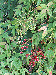Nandina (Nandina domestica) at Lakeshore Garden Centres