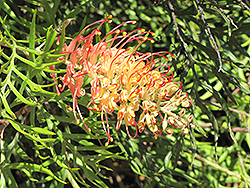 Superb Grevillea (Grevillea 'Superb') at Lakeshore Garden Centres