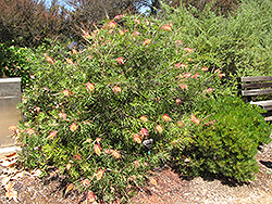Superb Grevillea (Grevillea 'Superb') at Lakeshore Garden Centres