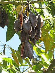 Illawarra Flame Tree (Brachychiton acerifolius) at Lakeshore Garden Centres