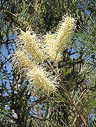 Moonlight Grevillea (Grevillea 'Moonlight') at Lakeshore Garden Centres