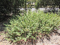 Carmine Bells Correa (Correa 'Carmine Bells') at Lakeshore Garden Centres