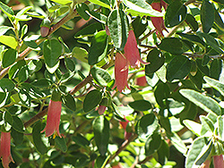 Carmine Bells Correa (Correa 'Carmine Bells') at Lakeshore Garden Centres