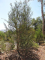 Pink Melaleuca (Melaleuca nesophila) at Lakeshore Garden Centres