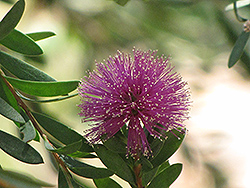 Pink Melaleuca (Melaleuca nesophila) at Lakeshore Garden Centres