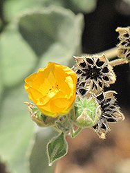 Palmer's Indian Mallow (Abutilon palmeri) at Lakeshore Garden Centres