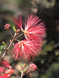 Baja Fairy Duster (Calliandra californica) at Lakeshore Garden Centres