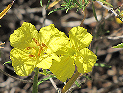 Drummond's Sundrops (Calylophus drummondii) at Lakeshore Garden Centres