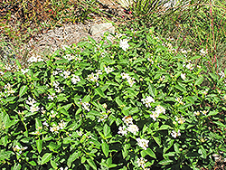 White Lightnin' Trailing Lantana (Lantana sellowiana 'Monma') at Lakeshore Garden Centres