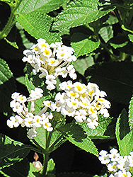 White Lightnin' Trailing Lantana (Lantana sellowiana 'Monma') at Lakeshore Garden Centres