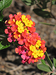Teenie Genie Lantana (Lantana camara 'Monike') at Lakeshore Garden Centres