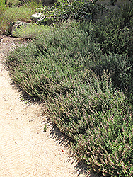 Wall Germander (Teucrium chamaedrys 'Prostratum') at Lakeshore Garden Centres