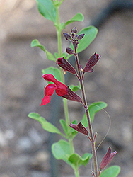 Autumn Sage (Salvia greggii) at Lakeshore Garden Centres
