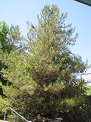 Eldarica Pine (Pinus eldarica) at Lakeshore Garden Centres