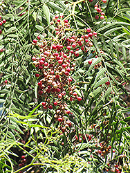 California Pepper Tree (Schinus molle) at Lakeshore Garden Centres