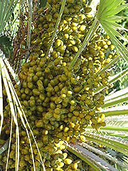 Mediterranean Fan Palm (Chamaerops humilis) at Golden Acre Home & Garden