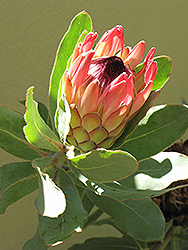 Sylvia Protea (Protea 'Sylvia') at Lakeshore Garden Centres