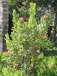 Sylvia Protea (Protea 'Sylvia') at Lakeshore Garden Centres