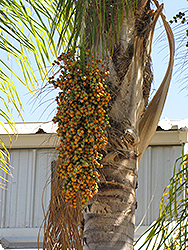 Queen Palm (Syagrus romanzoffiana) at Lakeshore Garden Centres
