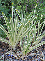 Silver Streak Agapanthus (Agapanthus 'Silver Streak') at Lakeshore Garden Centres