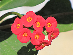 Hybrid Crown Of Thorns (Euphorbia x lomi) at Golden Acre Home & Garden