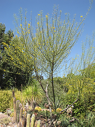 Desert Museum Palo Verde (Cercidium 'Desert Museum') at Lakeshore Garden Centres