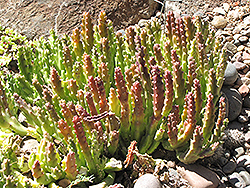 Carrion Flower (Stapelia lepida) at Lakeshore Garden Centres